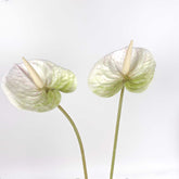 2pcs Anthurium Stem Cream Green 60cmH